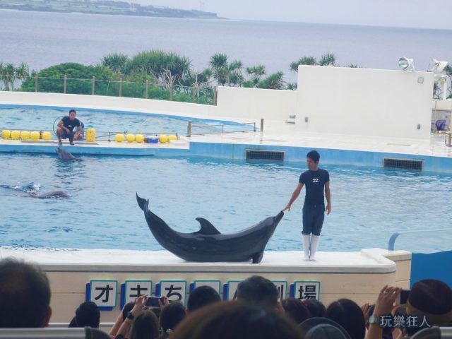 『海洋博公園』海豚劇場-微笑曲線