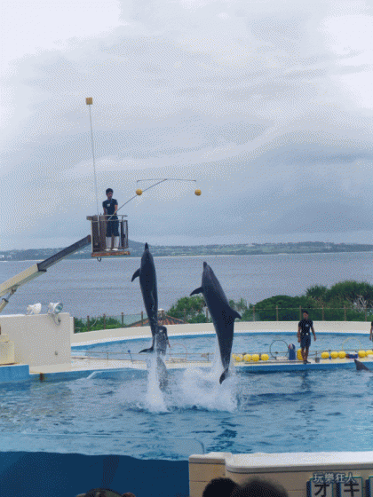 『海洋博公園』海豚劇場-雙“豚”吐珠