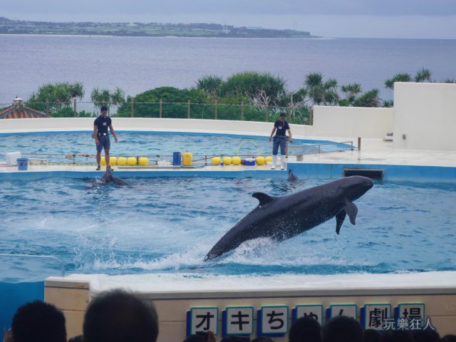 『海洋博公園』海豚劇場-魚躍