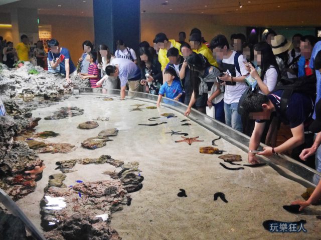 『海洋博公園』沖繩美麗海水族館-觸摸池