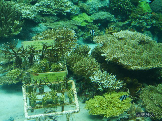 『海洋博公園』沖繩美麗海水族館-珊瑚培育