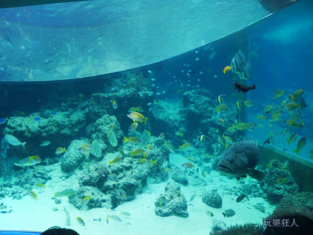 『海洋博公園』沖繩美麗海水族館-水族箱