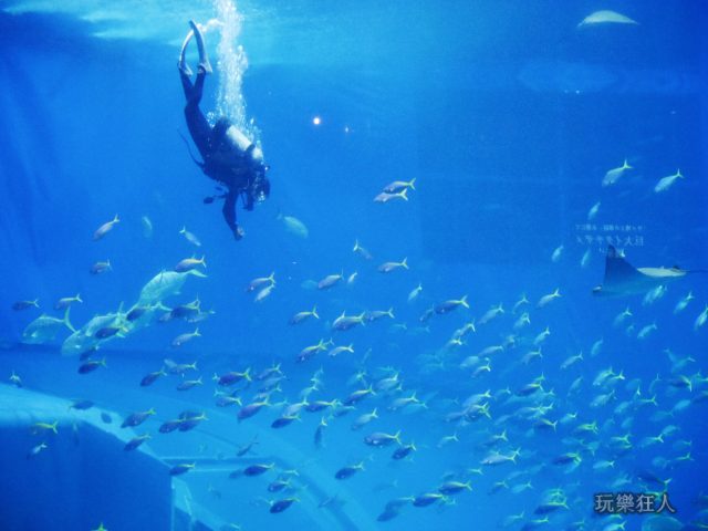 『海洋博公園』沖繩美麗海水族館-潛水夫
