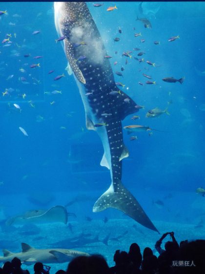 『海洋博公園』沖繩美麗海水族館-鯨鯊進食