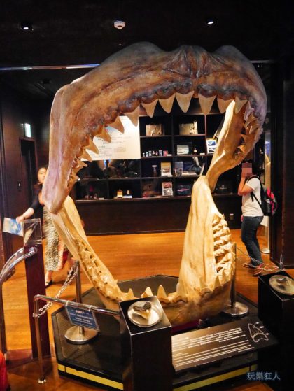 『海洋博公園』沖繩美麗海水族館-鯊魚研究室“巨齒鯊“