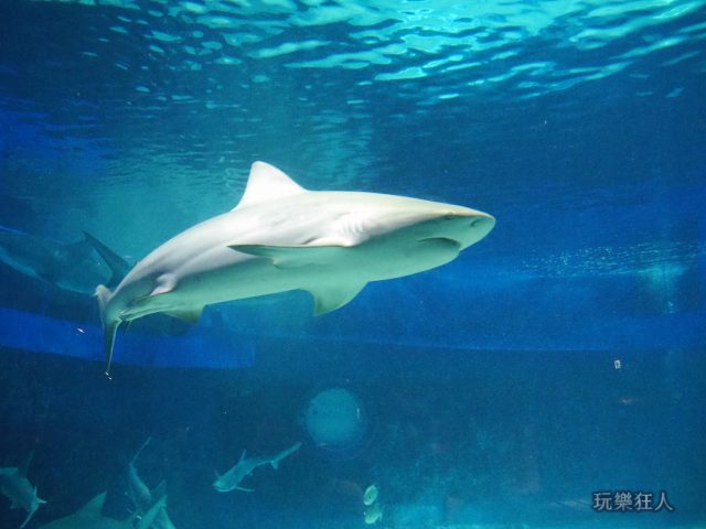 『海洋博公園』沖繩美麗海水族館-公牛白眼鮫