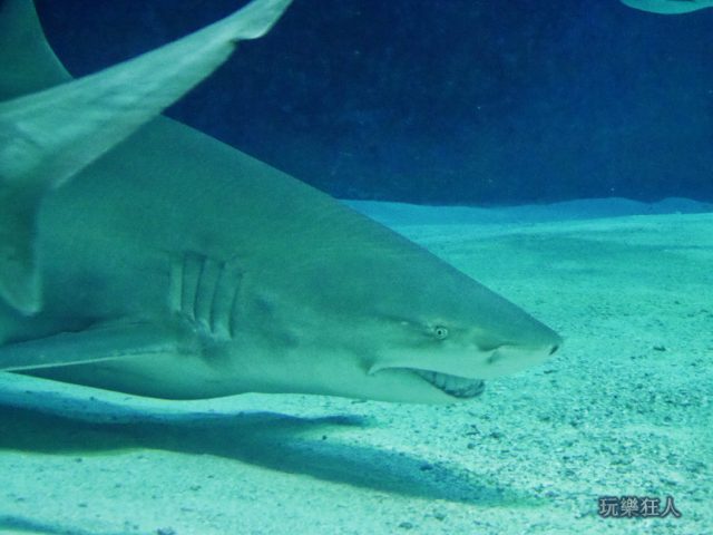 『海洋博公園』沖繩美麗海水族館-公牛白眼鮫