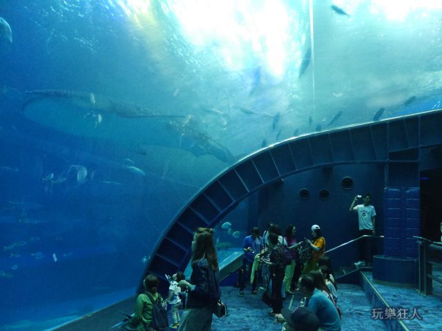 『海洋博公園』沖繩美麗海水族館-大水槽