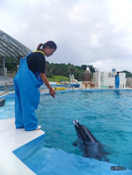 『海洋博公園』海豚接觸體驗-海豚訓練員 vs 海豚