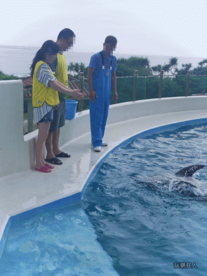 『海洋博公園』海豚接觸體驗-指揮海豚拍手