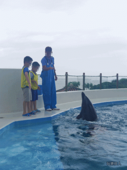 『海洋博公園』海豚接觸體驗-指揮海豚轉圈