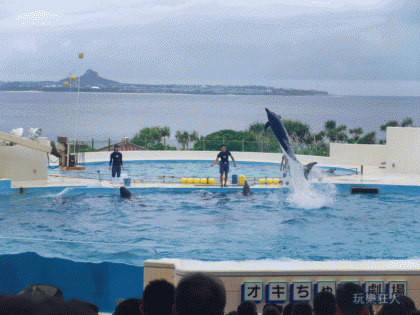 『海洋博公園』海豚劇場-瓶鼻海豚