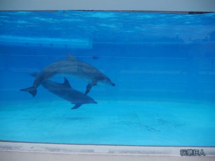 『海洋博公園』海豚潟湖