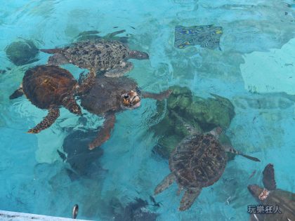 『海洋博公園』海龜