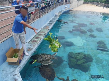 『海洋博公園』海龜覓食蔬菜