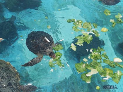 『海洋博公園』海龜覓食蔬菜