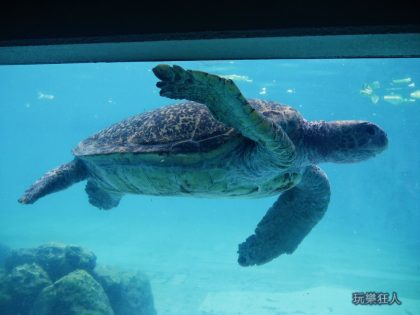 『海洋博公園』海龜館-水族箱