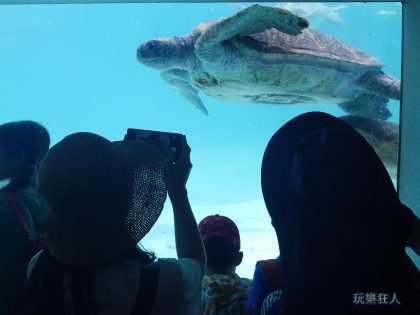 『海洋博公園』海龜館-人氣明星