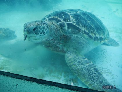 『海洋博公園』海龜館-海龜吃魚