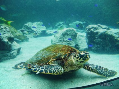 『海洋博公園』海龜館-海龜