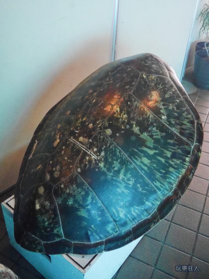 『海洋博公園』海龜館-龜殼