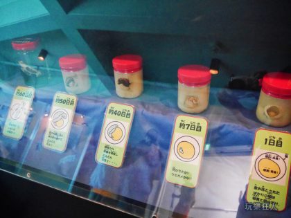 『海洋博公園』海龜館-龜蛋標本