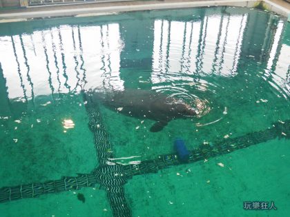 『海洋博公園』海牛館-水上觀察