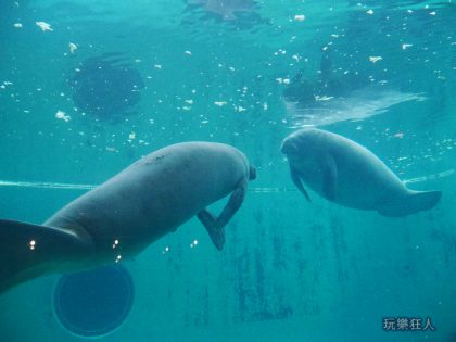 『海洋博公園』海牛館-海牛對望