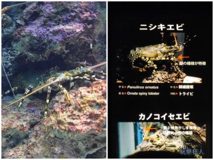 『海洋博公園』沖繩美麗海水族館-錦繡龍蝦