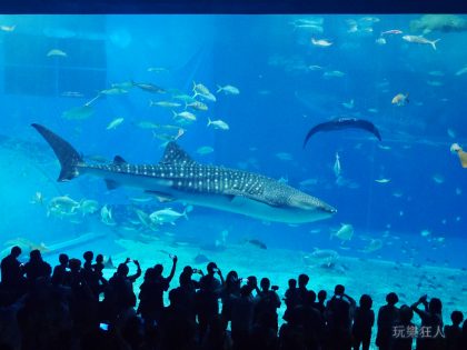 『海洋博公園』沖繩美麗海水族館-世界第二大的水槽