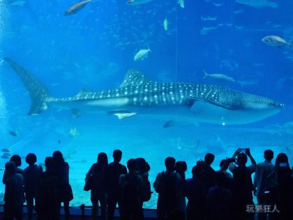 『海洋博公園』沖繩美麗海水族館-世界第二大的水槽
