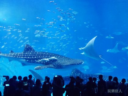 『海洋博公園』沖繩美麗海水族館-世界第二大的水槽