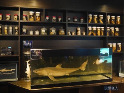 『海洋博公園』沖繩美麗海水族館-鯊魚研究室“鯊魚標本“