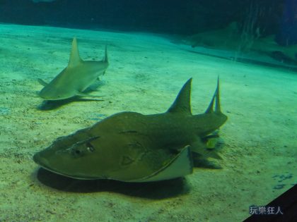 『海洋博公園』沖繩美麗海水族館-波口鱟頭鱝